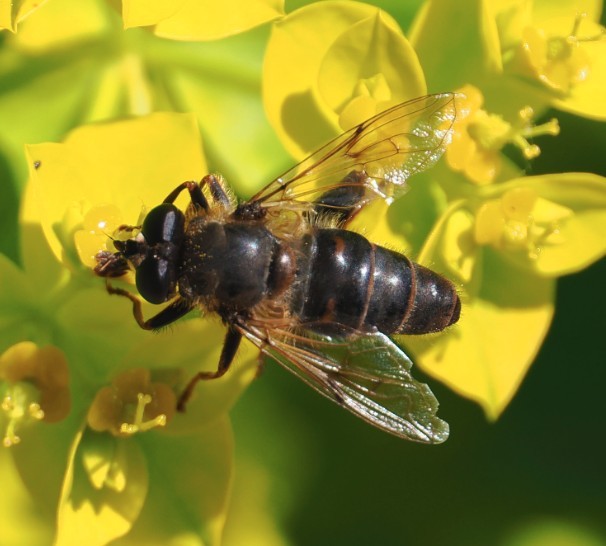 ¿Podría ser Mallota dusmeti, <a href="/sirfidos/">Fauna Ibérica de Sírfidos</a>?

Vista hoy en una euforbia del <a href="/RJBOTANICO/">REAL JARDÍN BOTÁNICO</a>