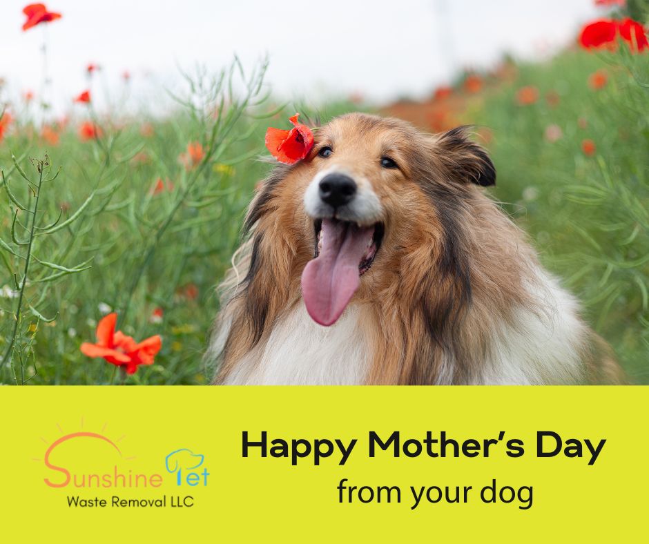 SPWRLLC's tweet photo. You feed me, bathe me, and call me your baby. Pretty sure you’re the alpha in this pack. 🐕👑 Happy Mother’s Day, Mom!
#DogMom #AlphaHuman #MothersDay2025 #PupperLove 💖🐶 https://t.co/8fxtRskFX2