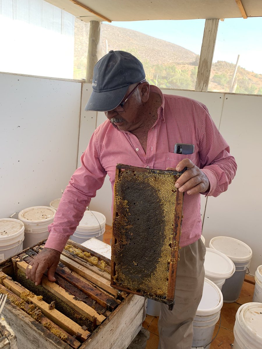 En este “marco”  se crea la verdadera miel, la única que puede denominarse MIEL y que es la que producen las abejas 🐝 y que es extraída por el trabajo de miles de apicultores a lo largo del país. Chile 🇨🇱 tiene una gran variedad de mieles que vale la pena reconocer y probar