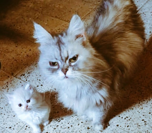 (آلَخۣۗـۙآلَهۣۗہ)✨_ ŅÄ✨ (@nagla_963) on Twitter photo 