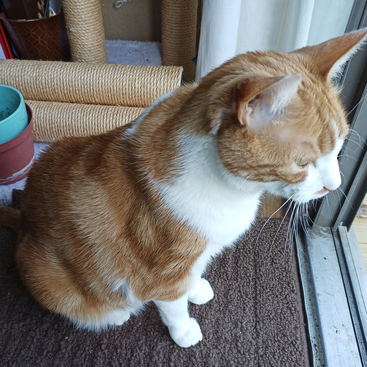 🌊😺Flo and Brigadier Sammy😺🌊 (@aurora3s) on Twitter photo #ZSHQ <a href="/catsrule0/">Marie Choo Choo, married to Chalky</a> <a href="/dora_nlk/">Dora K</a> <a href="/parham1961/">jackie parham</a> <a href="/LBisaillon/">Chowsie</a> @bloomNight2 <a href="/marisbellamy1/">Maris Bellamy</a> <a href="/Vanessaandcats1/">Vanessa Taylor</a> <a href="/GailCarangelo/">Gail K. Carangelo</a> <a href="/MauSupercat/">House of Mau</a> <a href="/Palmolive_S_Pan/">Palmolive</a> <a href="/JennyNicholas4/">Jenny,Saffy,Tigger,Fizbo an Twerp da Canary</a> <a href="/Lindsayph6/">Lindsayph</a>
<a href="/AviwhiteGSD/">Avilovesdogsandcats❤️</a>
Keeping my eye on that catnip. It is growing 😊👍 #ZSHQ <a href="/catsrule0/">Marie Choo Choo, married to Chalky</a> <a href="/dora_nlk/">Dora K</a> <a href="/parham1961/">jackie parham</a> <a href="/LBisaillon/">Chowsie</a> @bloomNight2 <a href="/marisbellamy1/">Maris Bellamy</a> <a href="/Vanessaandcats1/">Vanessa Taylor</a> <a href="/GailCarangelo/">Gail K. Carangelo</a> <a href="/MauSupercat/">House of Mau</a> <a href="/Palmolive_S_Pan/">Palmolive</a> <a href="/JennyNicholas4/">Jenny,Saffy,Tigger,Fizbo an Twerp da Canary</a> <a href="/Lindsayph6/">Lindsayph</a>
<a href="/AviwhiteGSD/">Avilovesdogsandcats❤️</a>
Keeping my eye on that catnip. It is growing 😊👍