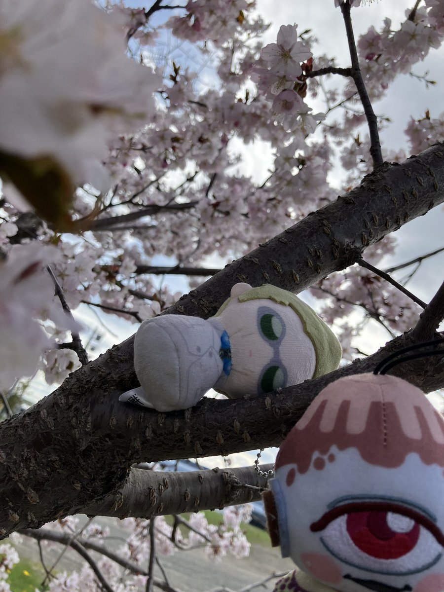 今週前半が桜のピークだったので色々撮影してきました