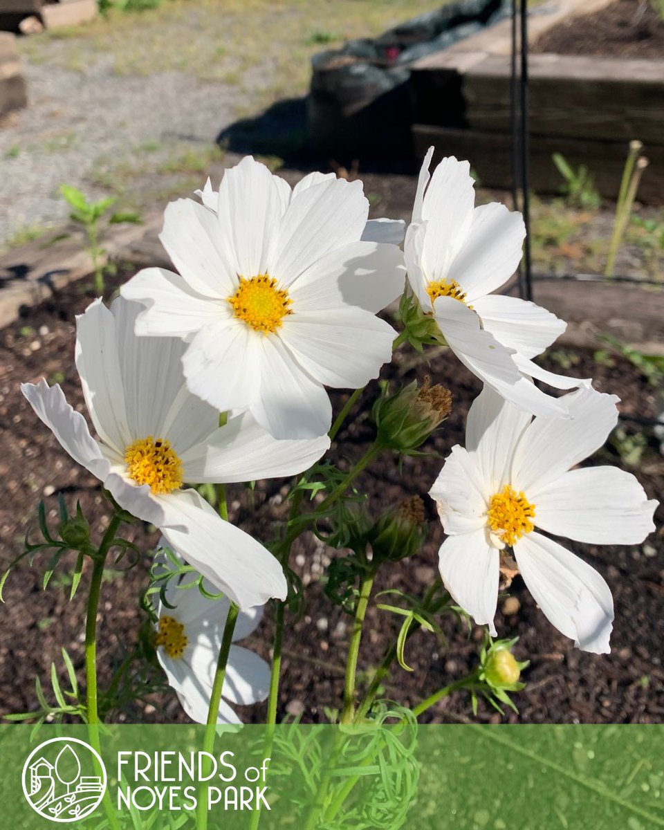 FriendsOfNoyesPark tweet media