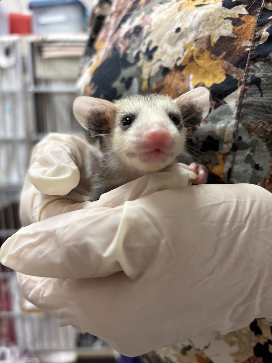 Happy Mother's Day to human &amp; non-human mothers alike! ❤️ 

Recently this mama opossum came to us in very bad shape. She had puncture wounds on her back &amp; face, lead poisoning, &amp; she was emaciated to top it all off! Despite this, she had 9 healthy joeys growing in her pouch! 😯