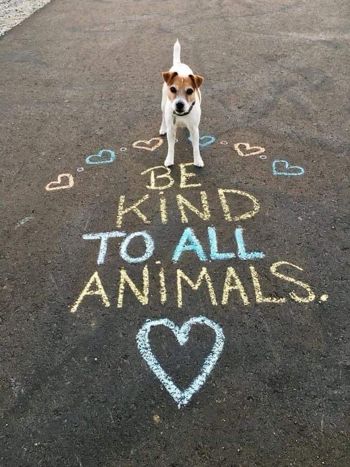 Be kind to all animals 🙏🙏❤