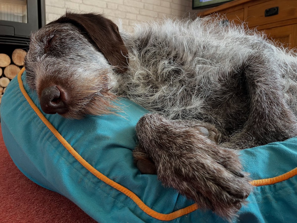 HayhurstBoo's tweet photo. Lazing on a sunny afternoon #comfy #lazy #sunday @barkaparkauk #beanbag #dogbed #dog #dogsofinstagram #happy #love #recharge #livingmybestlife #40winks #weekend #fun #dogsoftwitter https://t.co/YPOO8XSJaW