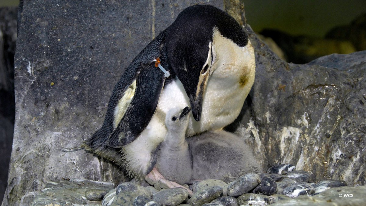Happy #MothersDay to all the incredible moms out there! Treat your mom to a spring visit to the Central Park Zoo and celebrate this special day together.