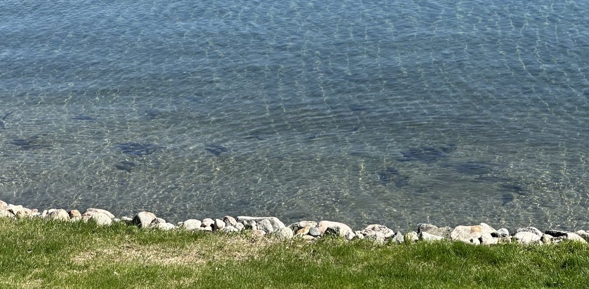 Lots of fish