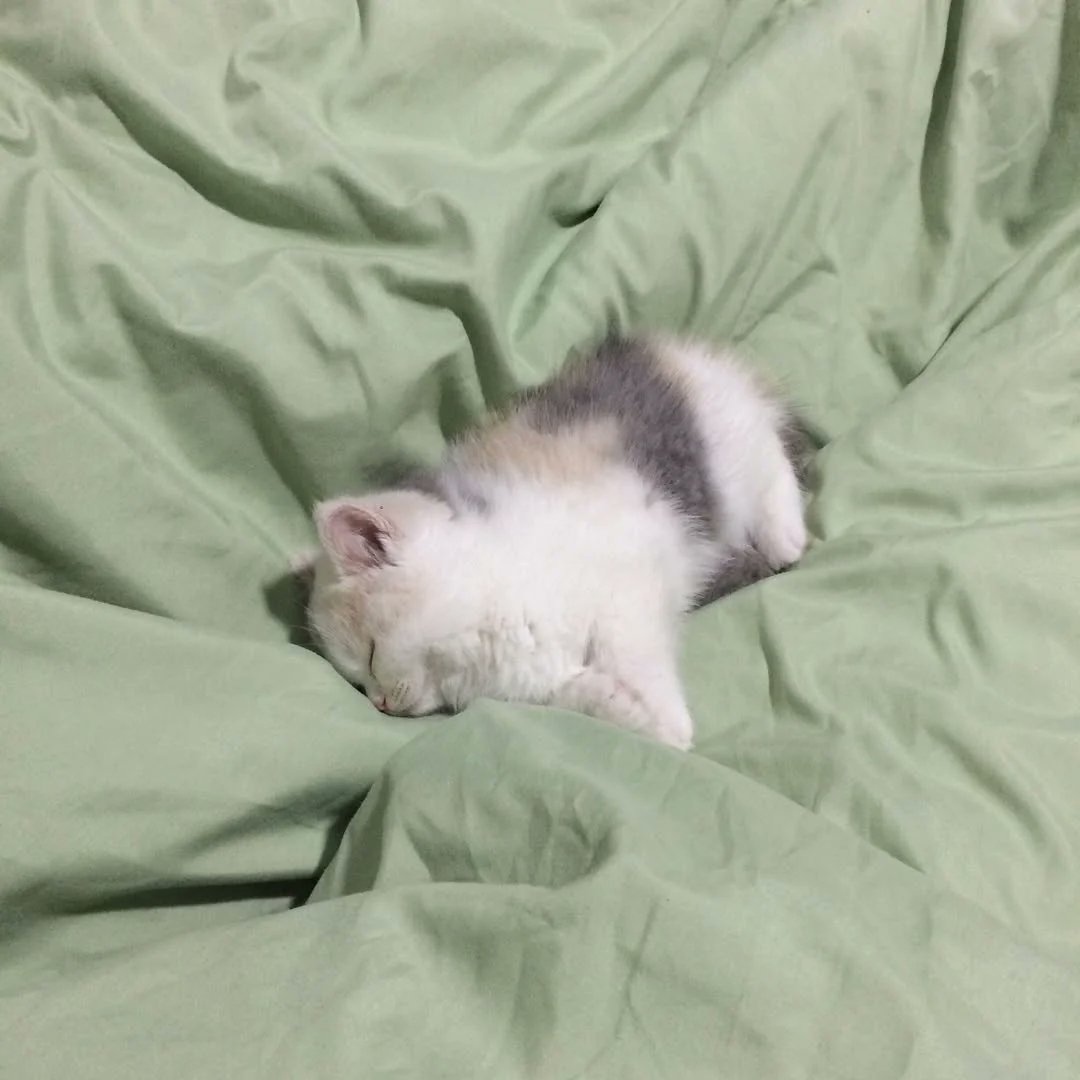Lazy day