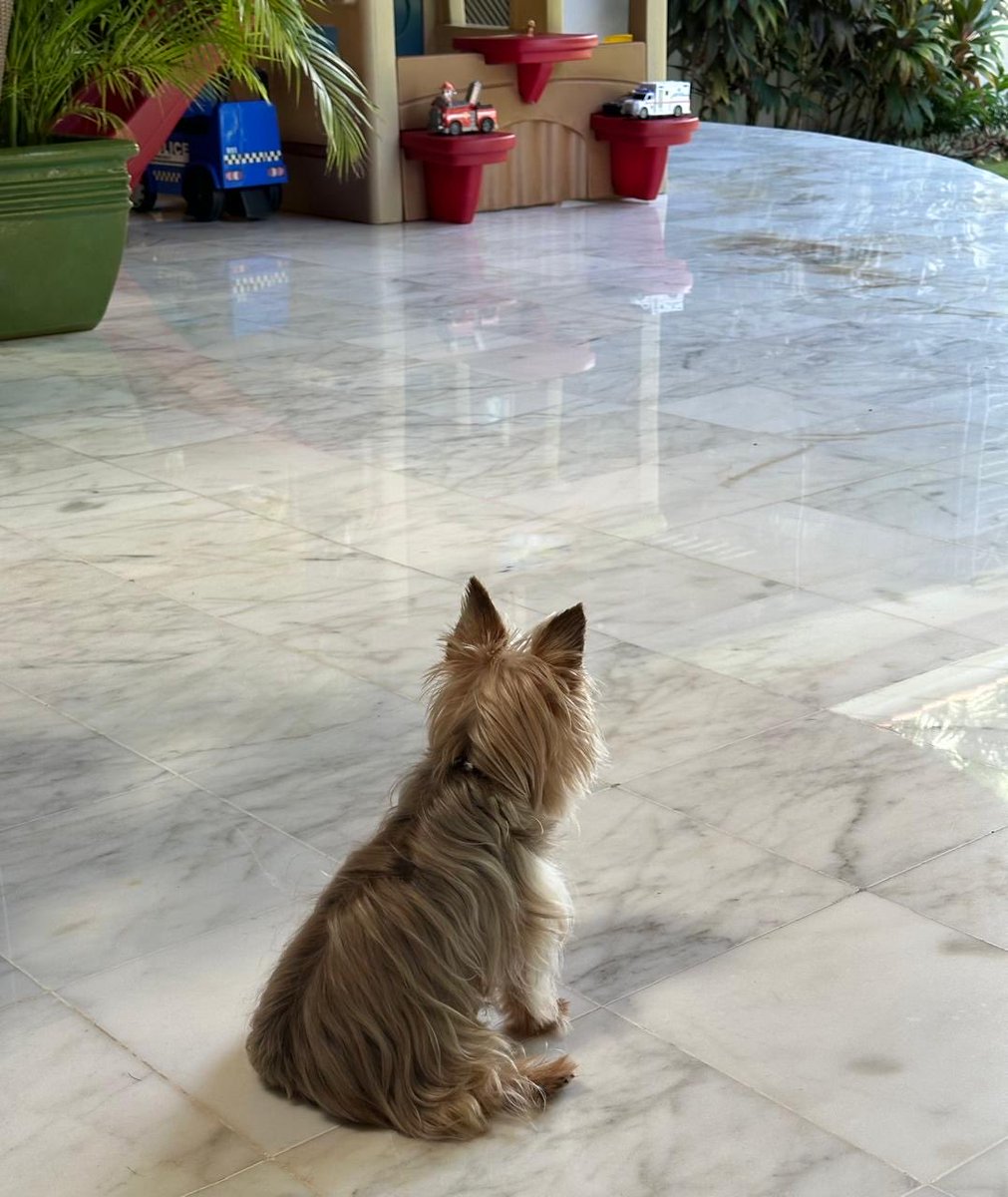 martamartinelli's tweet image. Hace 15 años llegaste a mi vida para llenarla de felicidad. A pesar de tener pronóstico de vida de 1 año x shunt de nacimiento (en el hígado) lograste vivir 15 años. Tuviste tus altas y bajas pero siempre 1 luchador! Hoy tomándome1 tasa de café te busco y no te encuentro:Dolce 😢