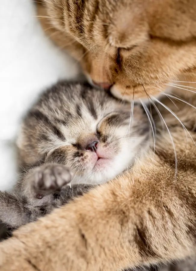 MeowGroyper's tweet image. Meow mama 😍