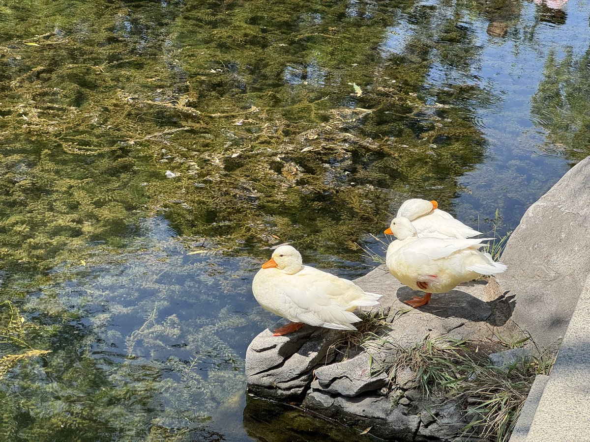 去了济南
