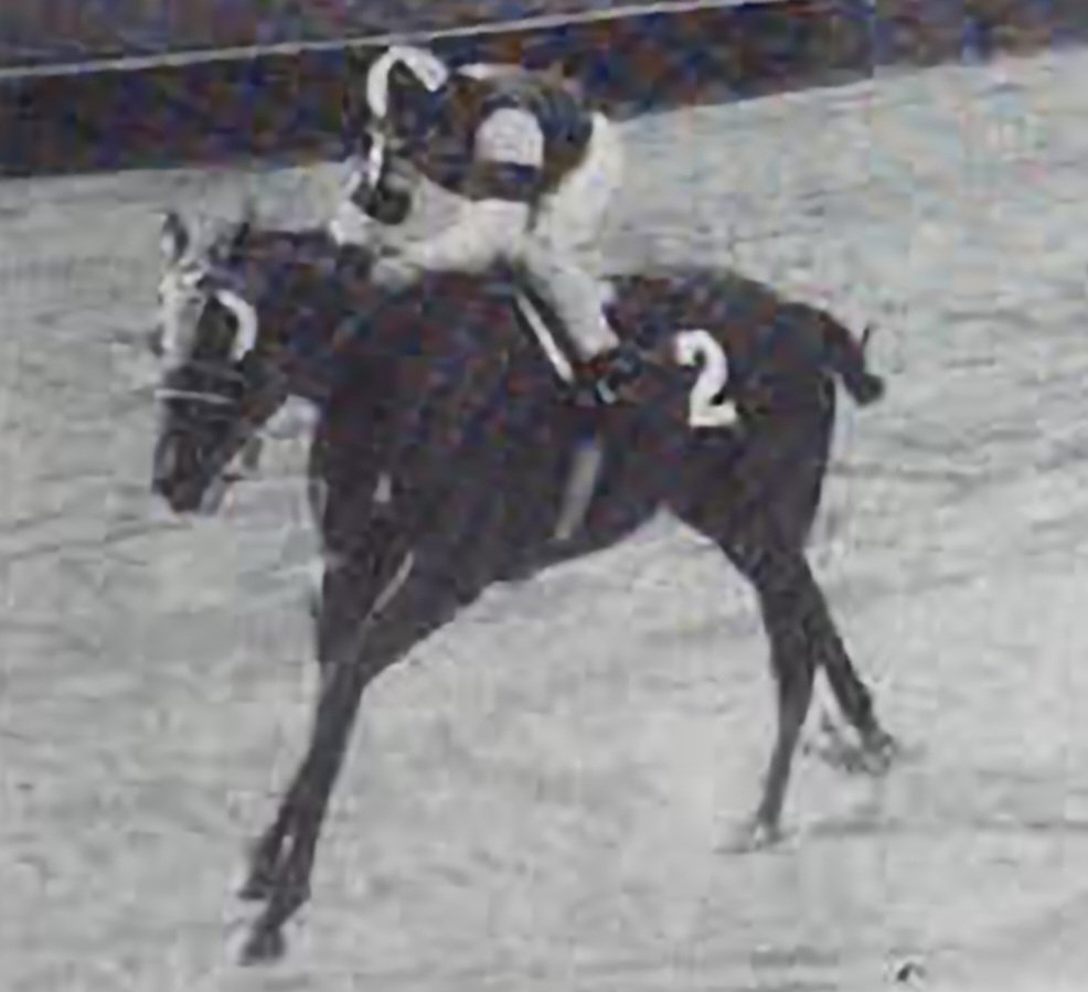 HORSERACING1002's tweet image. DECIMATOR🇺🇸1970
(WHAT A PLEASURE - CRAFTY JO BY CRAFTY ADMIRAL)#Decimator
B/ W. Paul Little (Ky) May 25, 1970
22-3-3-3---$31,710
Great American S.
Stood 🇺🇸 Sired Centerfold Girl, Diamond Gay, It&apos;s Our Pleasure, Joanne&apos;s Destroyer, Joy&apos;s Pick, Lila Jean, Starry Cato, Successful…