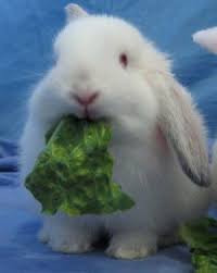 hypercyberdame's tweet image. im just a floppy bunny eating my lettuce