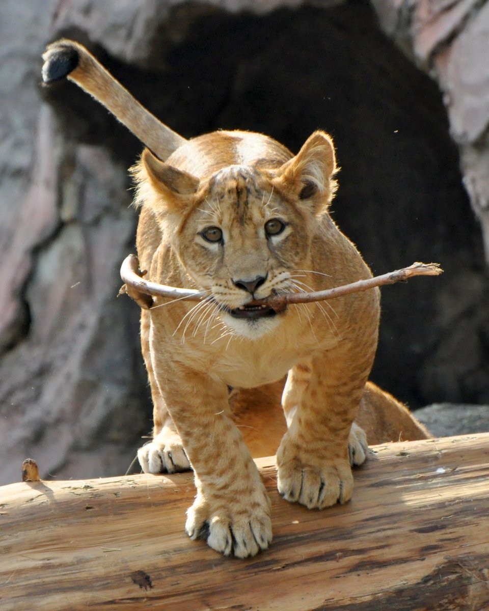 東山で35年振りに誕生した仔ライオン