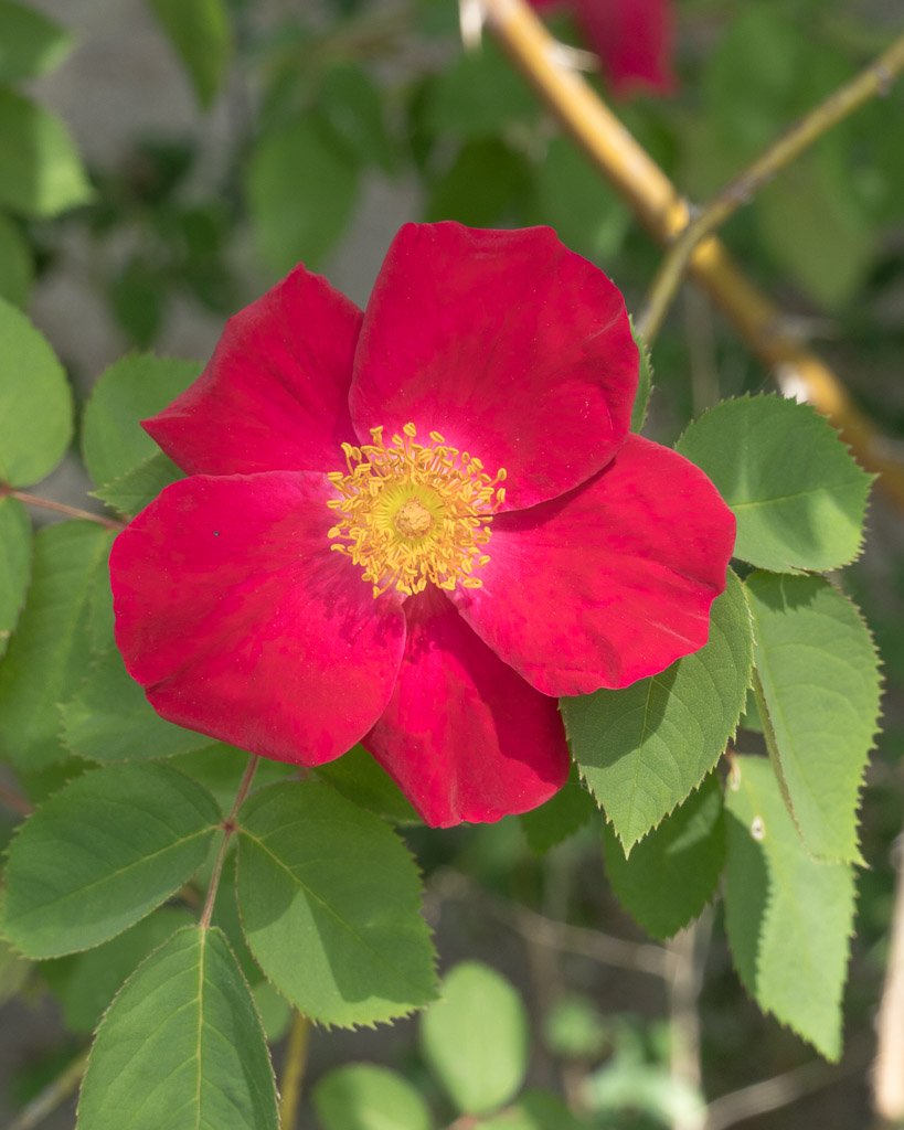 #12meses12plantas | #270aniversariorjb
🌹 Gallicas (II)
4 ‘Complicata’ – Sencilla en rosa vivo
5 ‘Gloire de France’ – Clásica y perfumada,  tonos suaves
6 'Empress Josephine’ – Vinculada al desarrollo de la rosaleda de Malmaison
7 ‘Scharlachglut’ – Flor sencilla y color escarlata