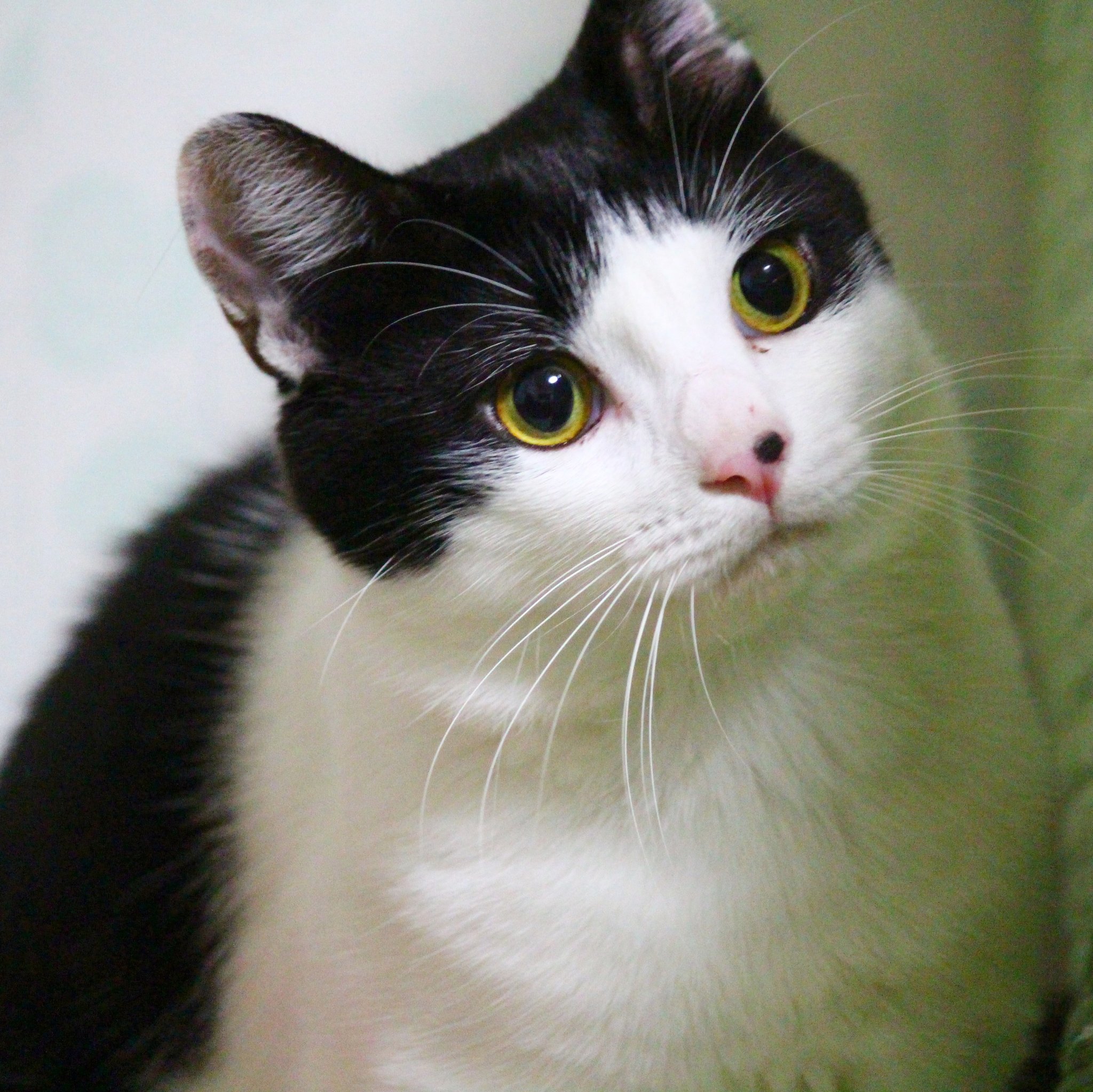 ねこハチ様 猫のハチ♂を探しています【発見に繋がった場合謝礼あり