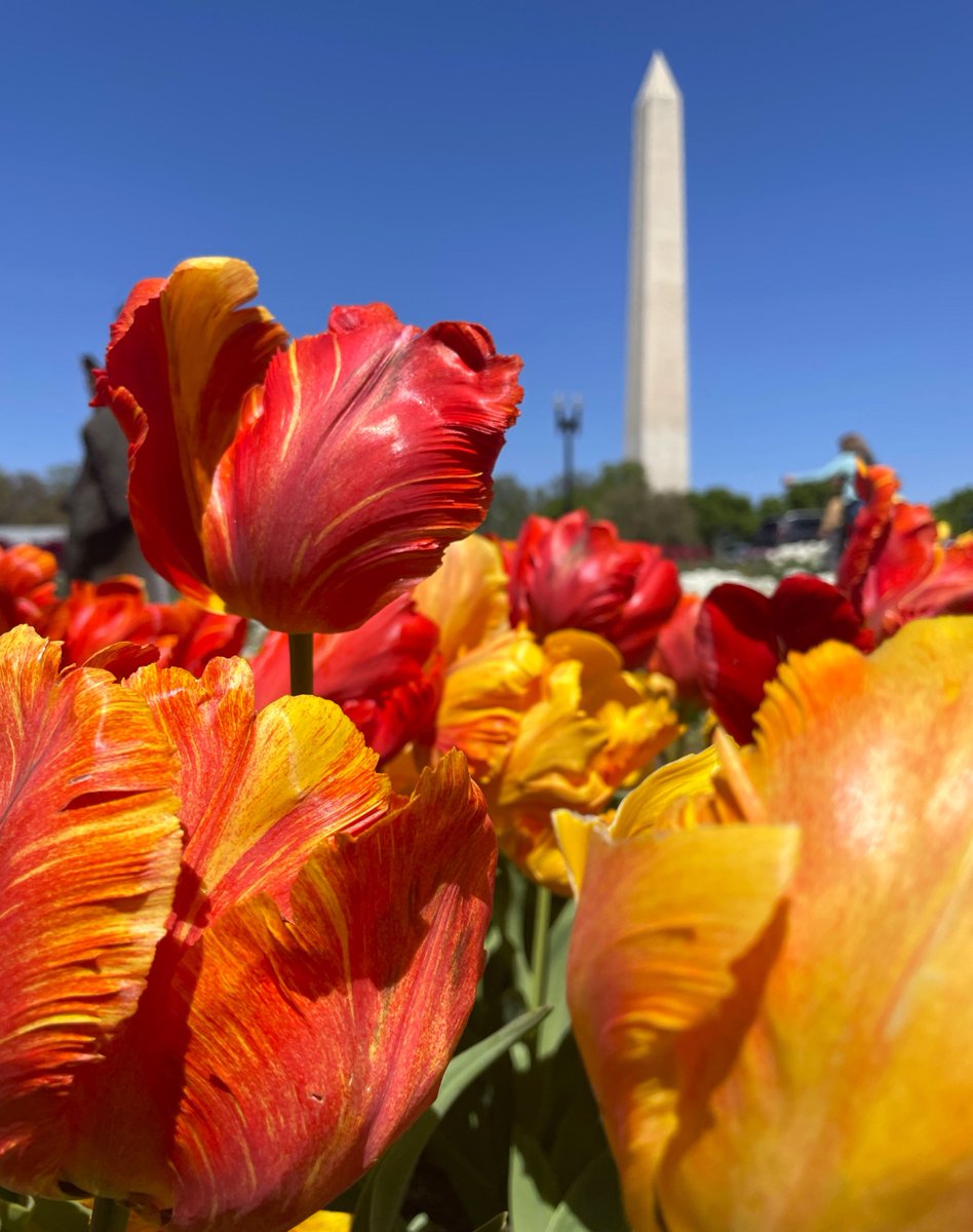 Happy Mother's Day! Here are some virtual flowers from the Floral Library for all the moms. Thank you for all you do! #NationalMall #MothersDay #WashingtonDC