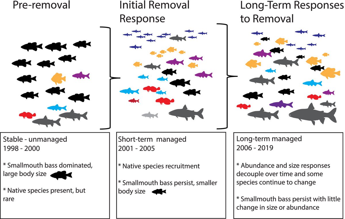 Community-wide transient dynamics of lake fish populations in response to two decades of suppressing an introduced predator 🐟

Suggests population abundance and size structure should be documented for at least a few generations 📑

🔗 doi.org/10.1111/1365-2…
