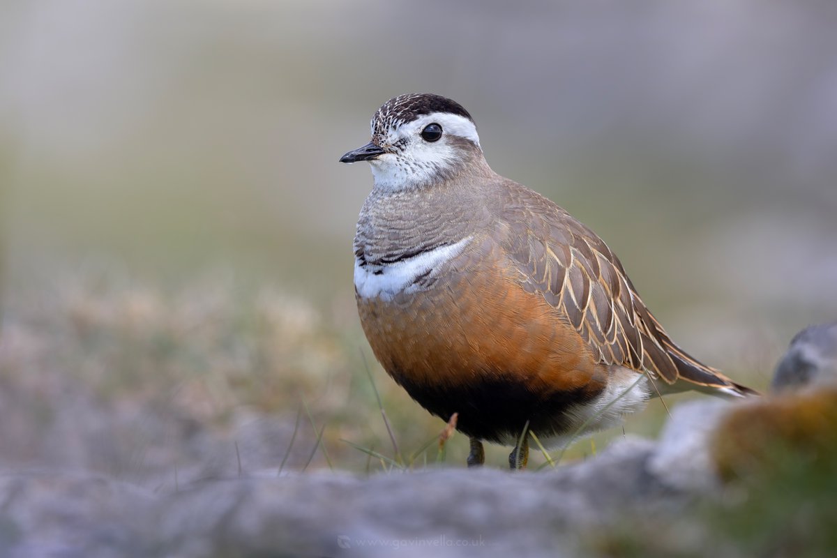 Gavin Vella (@gmusicv) on Twitter photo One of many images of the Dotterel above Llwyn-onn Reservoir. Beautiful rocky habitat up there and some stunning surrounding views of the beacons. I only had one bird on this visit but at-least it was one of the stunning females. #birds #birdphotography #wildlife <a href="/CanonUKandIE/">Canon UK and Ireland</a> One of many images of the Dotterel above Llwyn-onn Reservoir. Beautiful rocky habitat up there and some stunning surrounding views of the beacons. I only had one bird on this visit but at-least it was one of the stunning females. #birds #birdphotography #wildlife <a href="/CanonUKandIE/">Canon UK and Ireland</a>