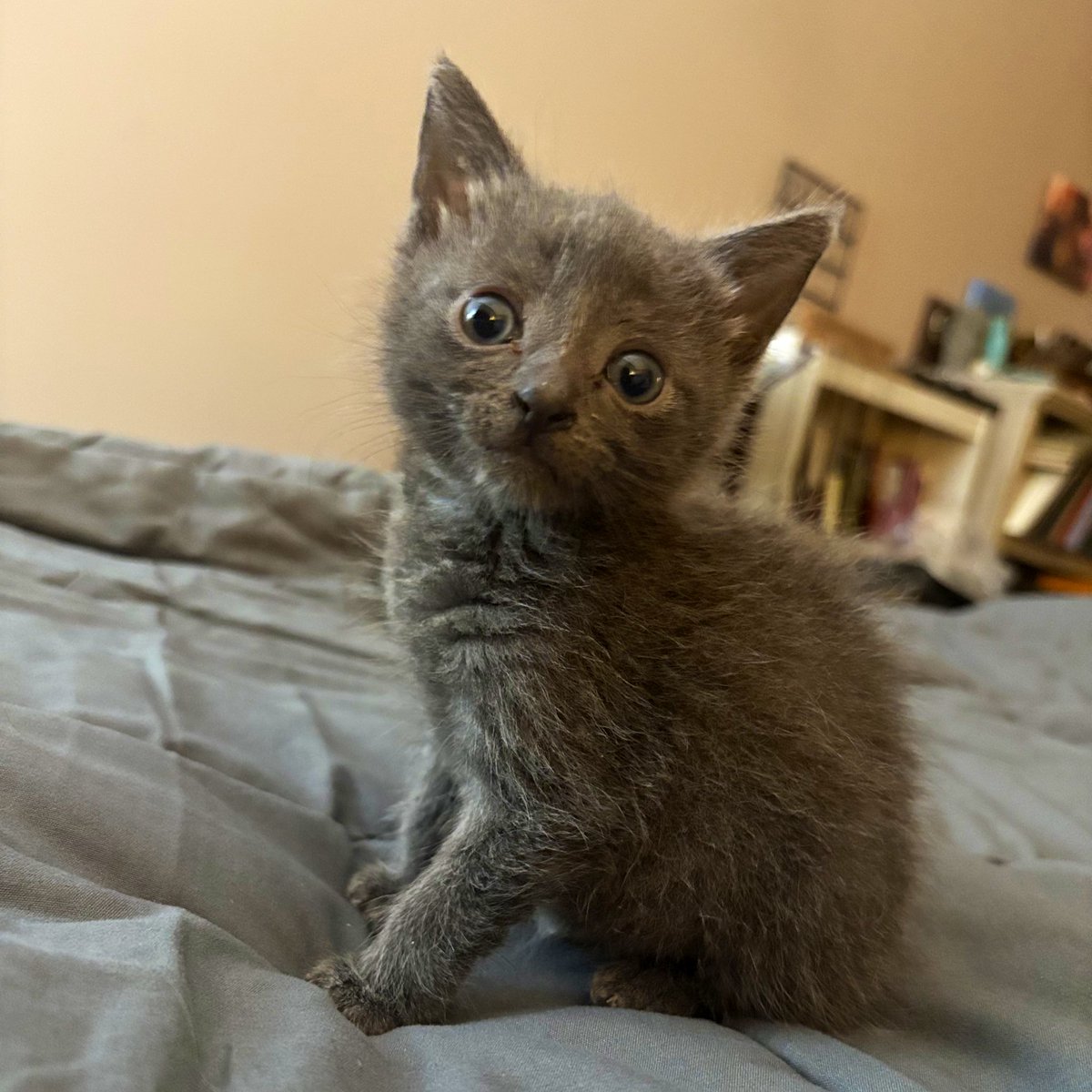 are kittens usually very energetic &amp; naughty on day 4 in a new home? or do I have a demon on my hands?