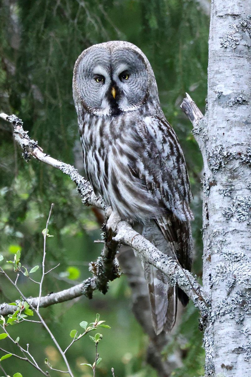 darrel_bryant's tweet image. Great couple of days in Norway 🇳🇴 and the main target performed well. Guided by @si_rix . Photos by @______r_b also in the company of @Mikeilett