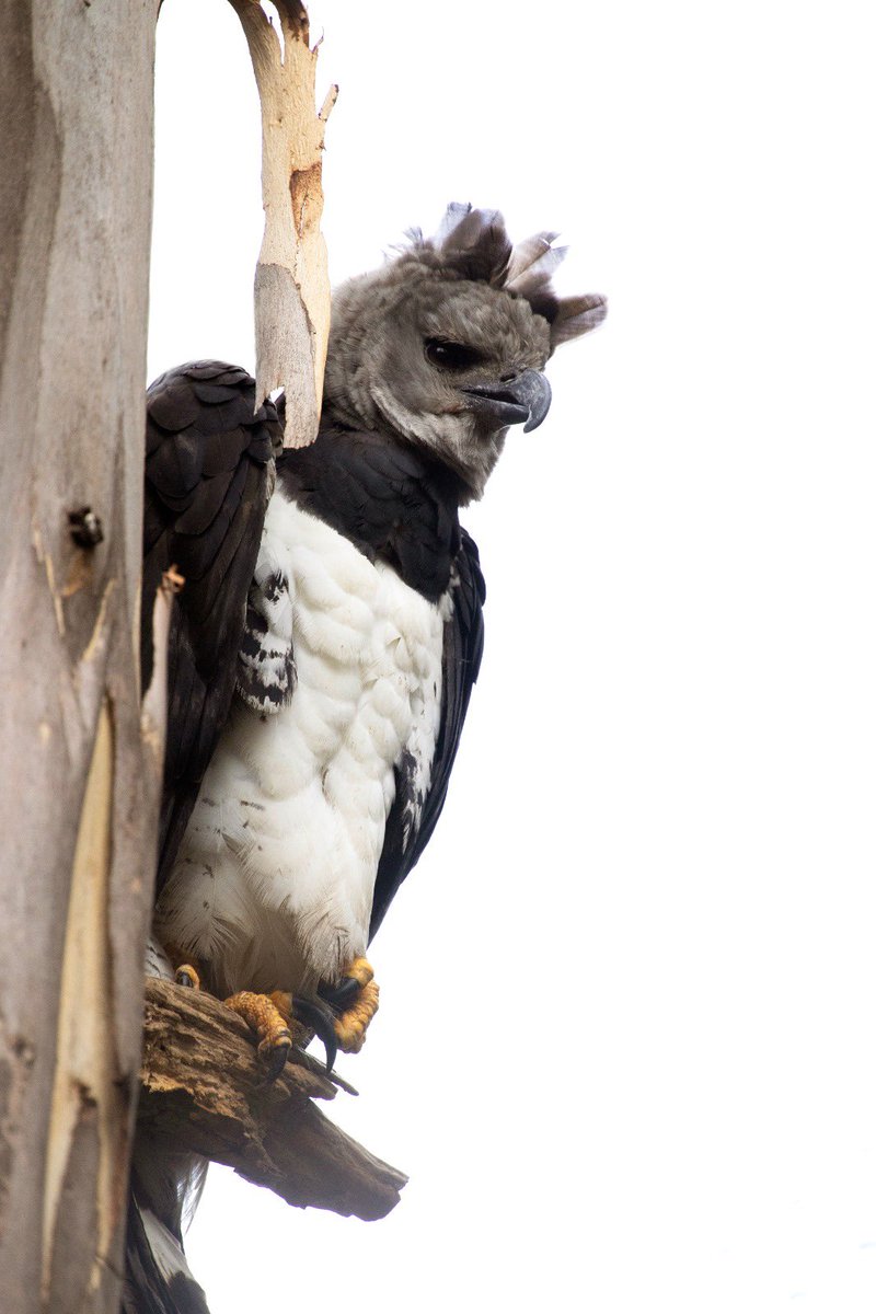 carol_perelman's tweet photo. 🥳Fue registrado ejemplar de águila harpía, especie prioritaria que se creía extinta!

El campesino que la avistó aviso a los científicos de Dimensión Natural que trabajan por la conservación de aves rapaces en Selva Lacandona…🙏🏻

🛟Apoyemos; todo suma

➡️https://t.co/ceIBDaBWrh https://t.co/ziPk0ry7Z7