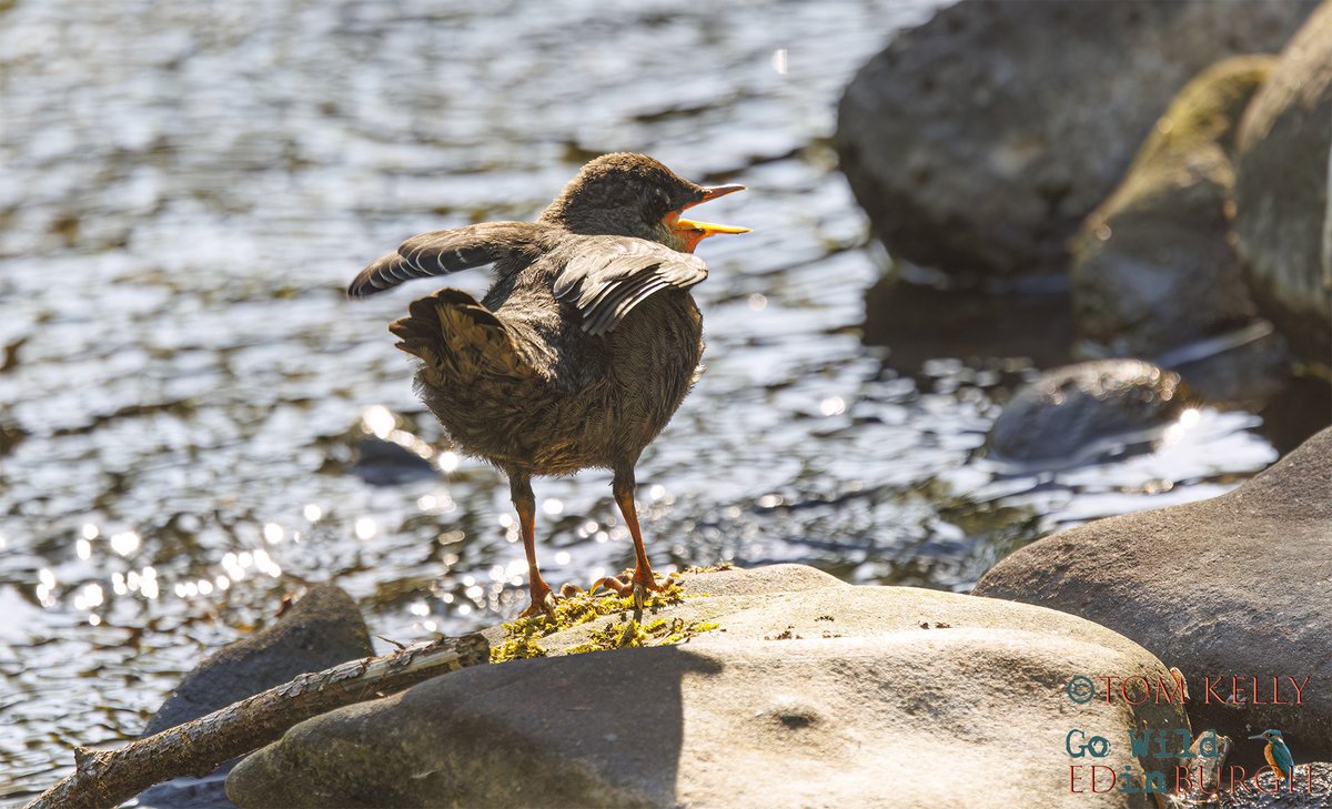 gowildedinburgh's tweet image. Over the last 7-10 days, dippers chicks have started appearing on the Water of Leith, from Balerno down to Leith.
Their grey colouring helps camouflage them amongst the rocks & boulders, on the river, so you may hear them B4 you see them!
#waterofleith #urbanwildlife #edinburgh