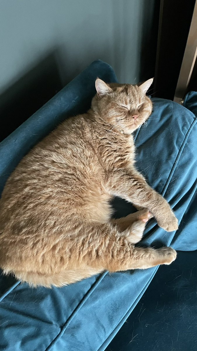 pendelovo's tweet photo. @Number10cat My Ginger Leo 🥰 https://t.co/rJW91O1DwM