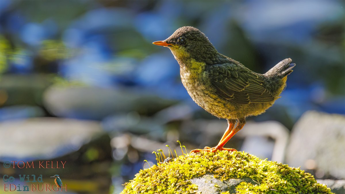 gowildedinburgh's tweet image. Over the last 7-10 days, dippers chicks have started appearing on the Water of Leith, from Balerno down to Leith.
Their grey colouring helps camouflage them amongst the rocks & boulders, on the river, so you may hear them B4 you see them!
#waterofleith #urbanwildlife #edinburgh