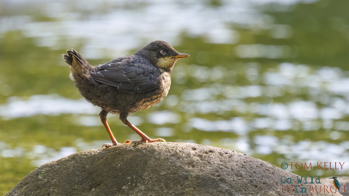 gowildedinburgh's tweet image. Over the last 7-10 days, dippers chicks have started appearing on the Water of Leith, from Balerno down to Leith.
Their grey colouring helps camouflage them amongst the rocks & boulders, on the river, so you may hear them B4 you see them!
#waterofleith #urbanwildlife #edinburgh