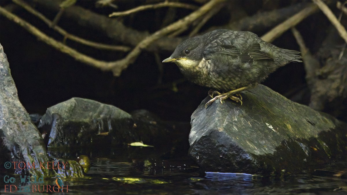gowildedinburgh's tweet image. Over the last 7-10 days, dippers chicks have started appearing on the Water of Leith, from Balerno down to Leith.
Their grey colouring helps camouflage them amongst the rocks & boulders, on the river, so you may hear them B4 you see them!
#waterofleith #urbanwildlife #edinburgh