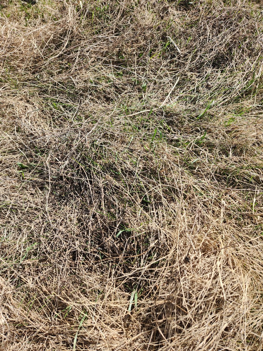 oli_joslin's tweet photo. Based on the cow pie, looks like the pasture is decent quality. There's new grass coming through, thus paddock wasn't grazed last year so we had early grazing for this year https://t.co/wW3kEaVpmG