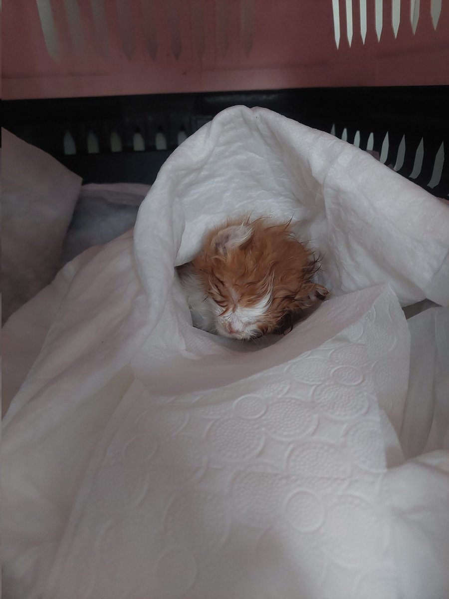 Gözlerinden burnundan iltihap fışkıran minicik bir kedi buldum🥹
Süt anne kedim var ama onun yanına koyamam hasta bu.Mama yiyemezde,baby yaş mama sulandırıp 2 şırınga icirdim. Takati yok.yarin işe gidecem. 9 saat evde yokum nasıl beslenecek off