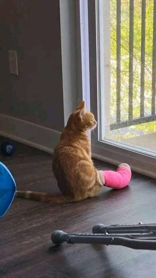 CatLadies911's tweet photo. Meoow 😿 https://t.co/9AfpPscVJ2