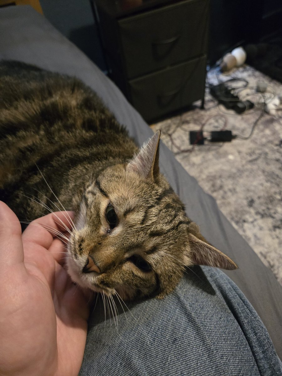 lonelydriverVT's tweet image. He just wanted his chin scratched🥰🥰🥰