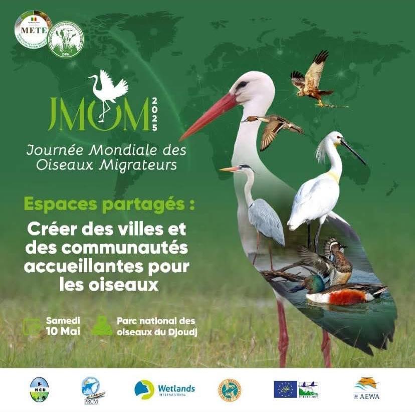 Alioune Badara GUEYE (@abg_49) on Twitter photo Ce 10 mai 2025, le Parc national des Oiseaux du Djoudj à accueilli la première Phase de célébration de la journée mondiale des oiseaux migrateurs sous le thème «créer des villes et des communautés accueillantes pour les oiseaux.»
#WorldMigratoryBirdDay
<a href="/PrdaoudaN/">Pr Daouda Ngom</a> Ce 10 mai 2025, le Parc national des Oiseaux du Djoudj à accueilli la première Phase de célébration de la journée mondiale des oiseaux migrateurs sous le thème «créer des villes et des communautés accueillantes pour les oiseaux.»
#WorldMigratoryBirdDay
<a href="/PrdaoudaN/">Pr Daouda Ngom</a>