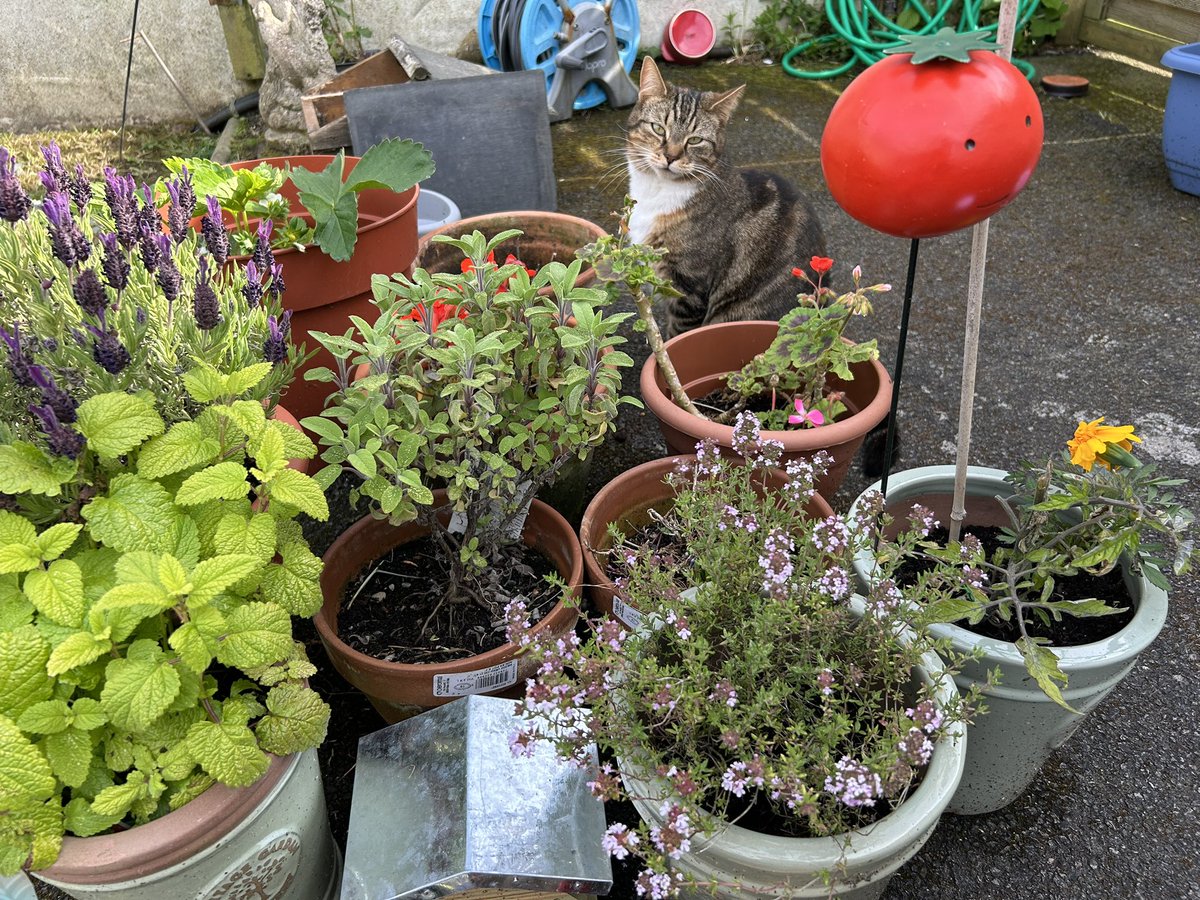 #CatsOfTwitter my lovely Miso helping me in the garden 🐾 🪴 garden #shesonlyafterthecatnip!
