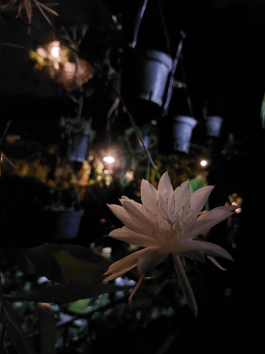 Malam ini wijaya kusumaku mekar 11 bunga.