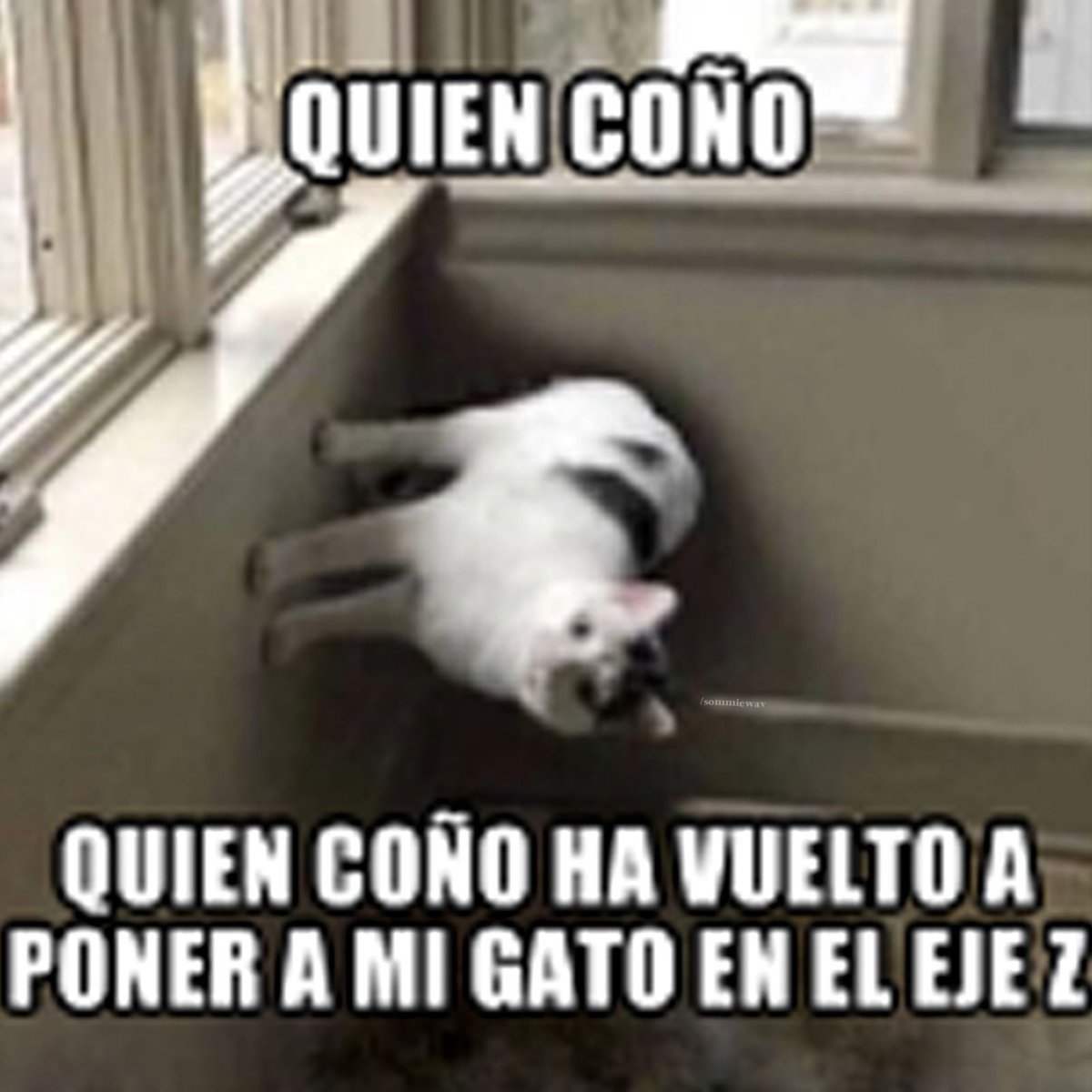 chincheto pirata somali (@wikipistacho) on Twitter photo 