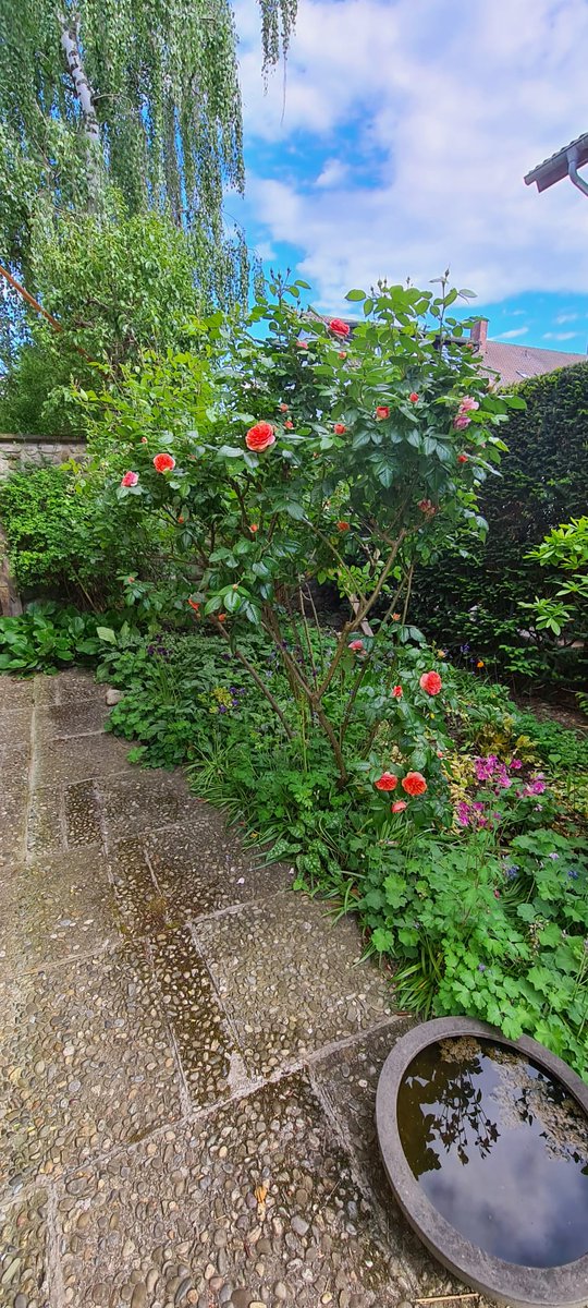 Liebe Twitterfreunde, ich wünsche Euch einen schönen und erfüllenden Sonntag Abend. 🍷💫🤗

Herzliche Blumengrüße aus unserem Garten 🌻