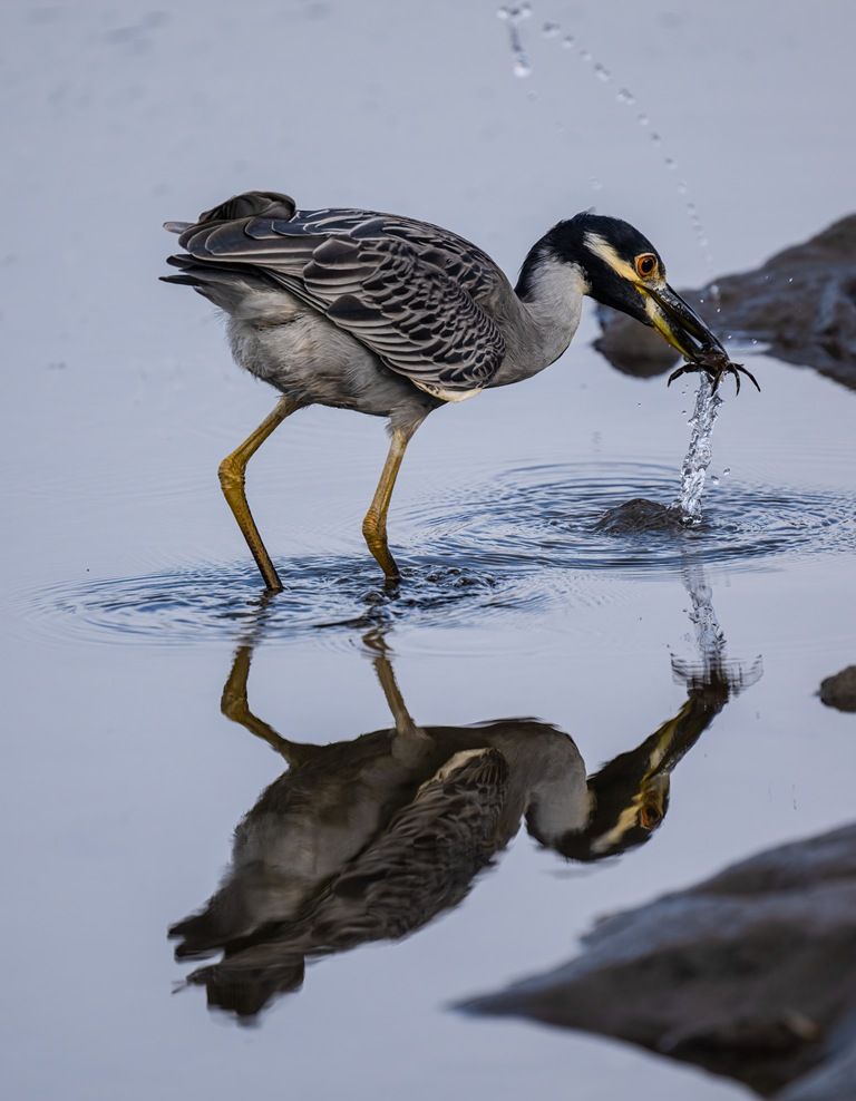 sdrvc's tweet image. Photo: John Weare

#SDRVC #SDRP #SanDieguitoRiverPark #SanDiego #SanDiegoCounty #SoCal #California #birds #birdwatching