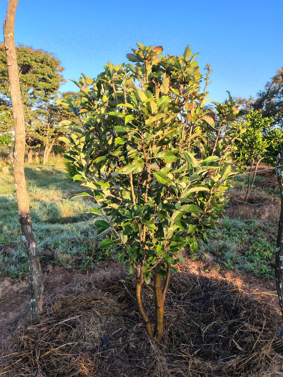 Rural Zimbabwe 
Wambugu apple tree
Can grow your own in your orchard 

Don't Leave Land IDLE