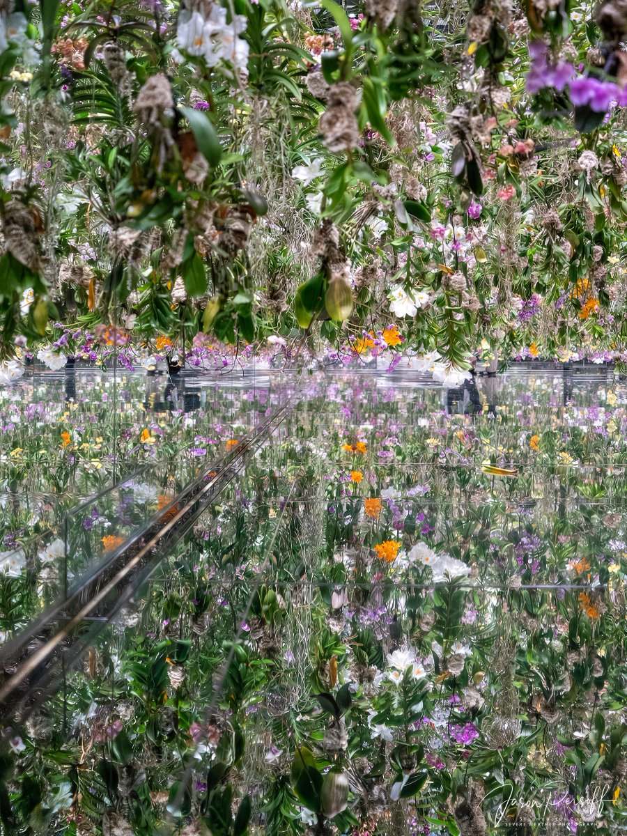 The living orchid forest at TeamLab: Planets was mesmerizing. The whole exhibit space is an absolute must visit when in Tokyo. Thank you <a href="/teamLab_net/">teamLab</a>