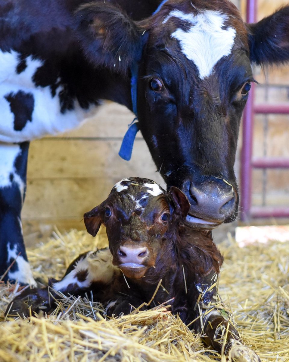Happy Mother's day to moms of ALL species. 💕