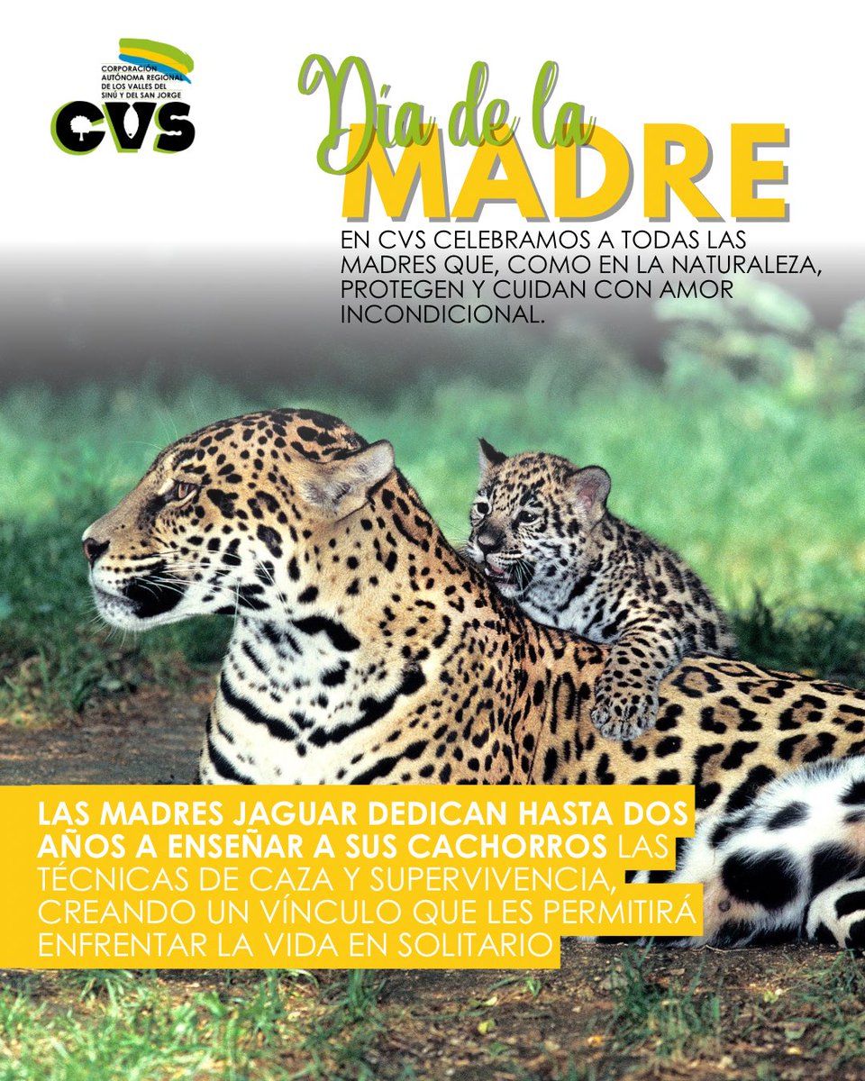 CorporacionCVS's tweet image. #DíadelaMadre 🌸 Celebramos el amor incondicional que nos rodea. El amor de una madre humana, que nos abraza y nos cuida. Y el amor de la madre naturaleza, que nos envuelve con su biodiversidad y nos nutre con su generosidad.💐¡Feliz Día a todas las que nos cuidan y nos aman! 🌺