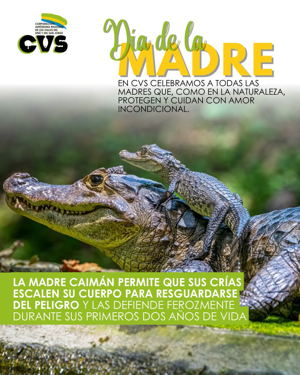 CorporacionCVS's tweet image. #DíadelaMadre 🌸 Celebramos el amor incondicional que nos rodea. El amor de una madre humana, que nos abraza y nos cuida. Y el amor de la madre naturaleza, que nos envuelve con su biodiversidad y nos nutre con su generosidad.💐¡Feliz Día a todas las que nos cuidan y nos aman! 🌺