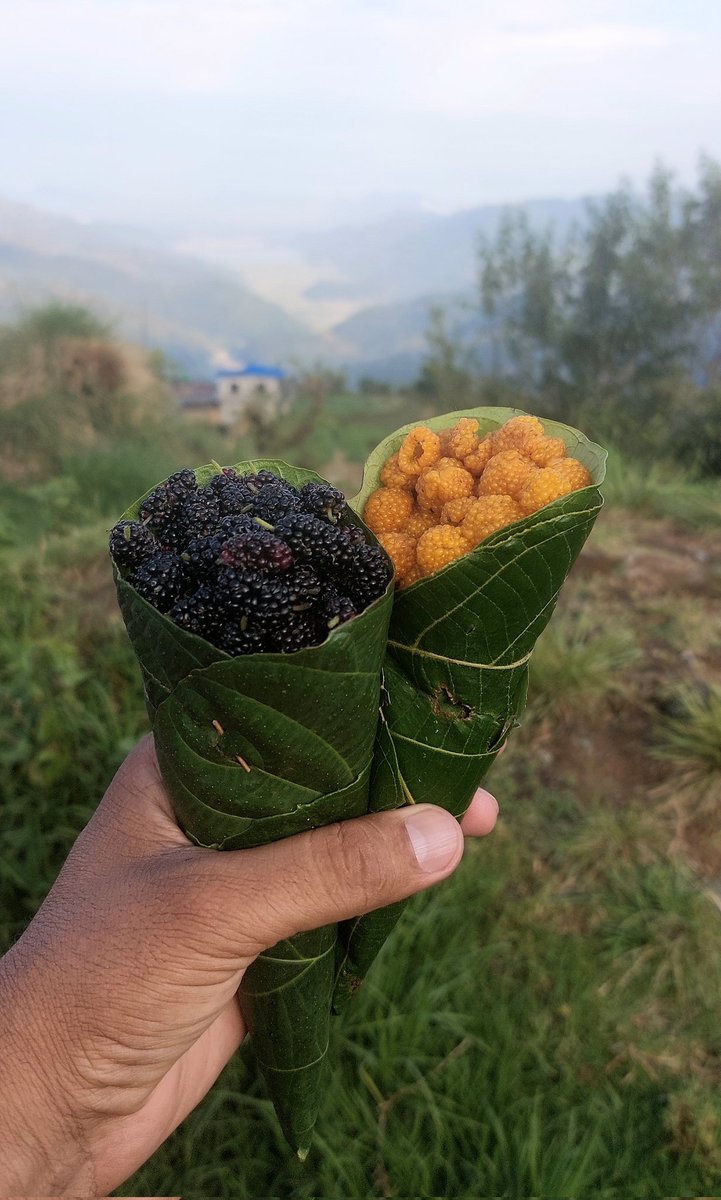 DhakalSaurav's tweet image. संबादमा रहने छु केही साता "हिमाल छेउछाऊ" । बिस्तारै सम्पर्कमा बसमला है । #travel #walkthetalk #Nepal  #LowCarbonTourism