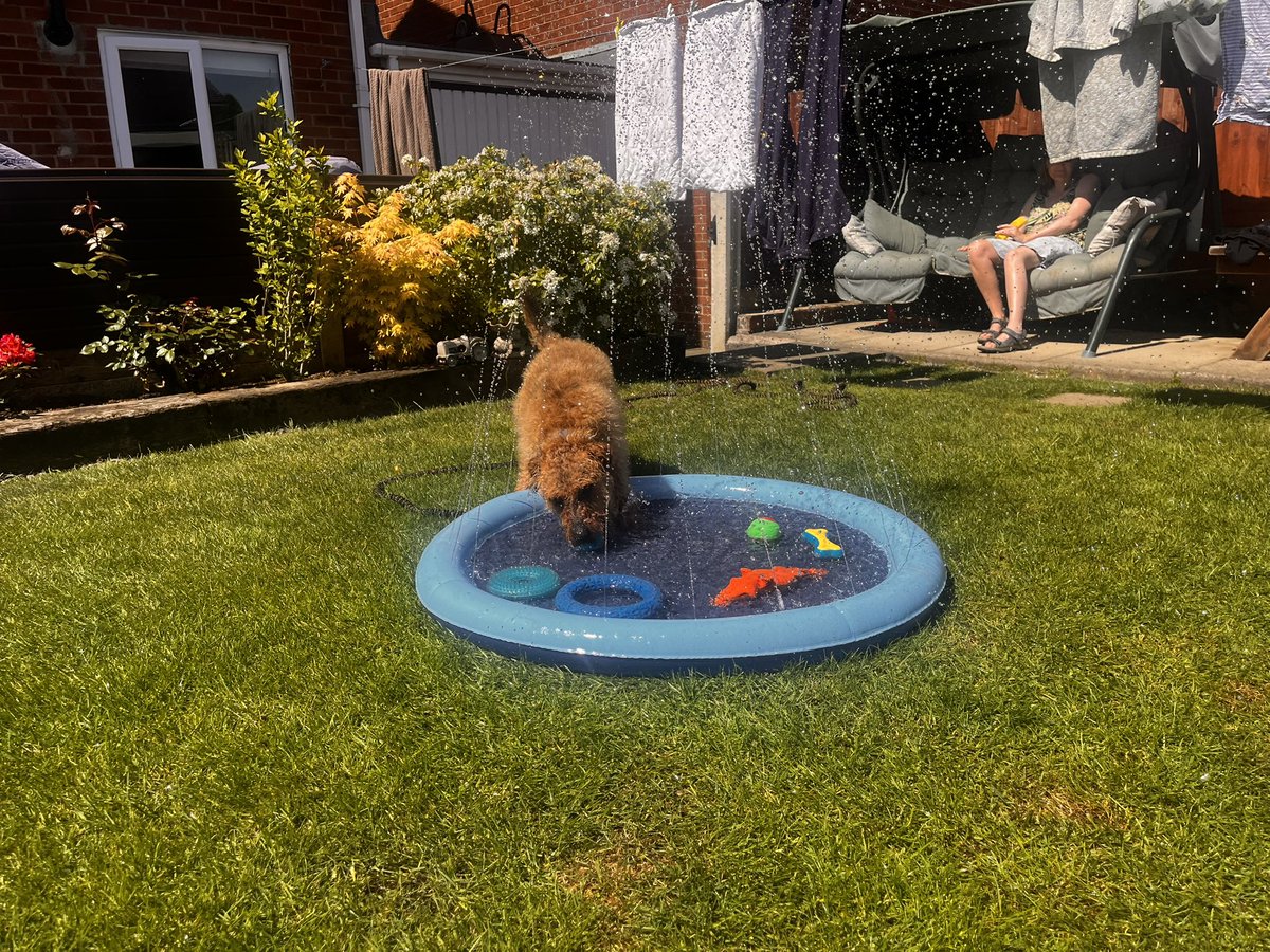 LordJack642's tweet photo. Dad put me pool out so I could cool down in the 🌞 trouble is I’ve drank a few gallon and can’t stop peeing 😳😳😂🐾 https://t.co/o6agaTe6QE