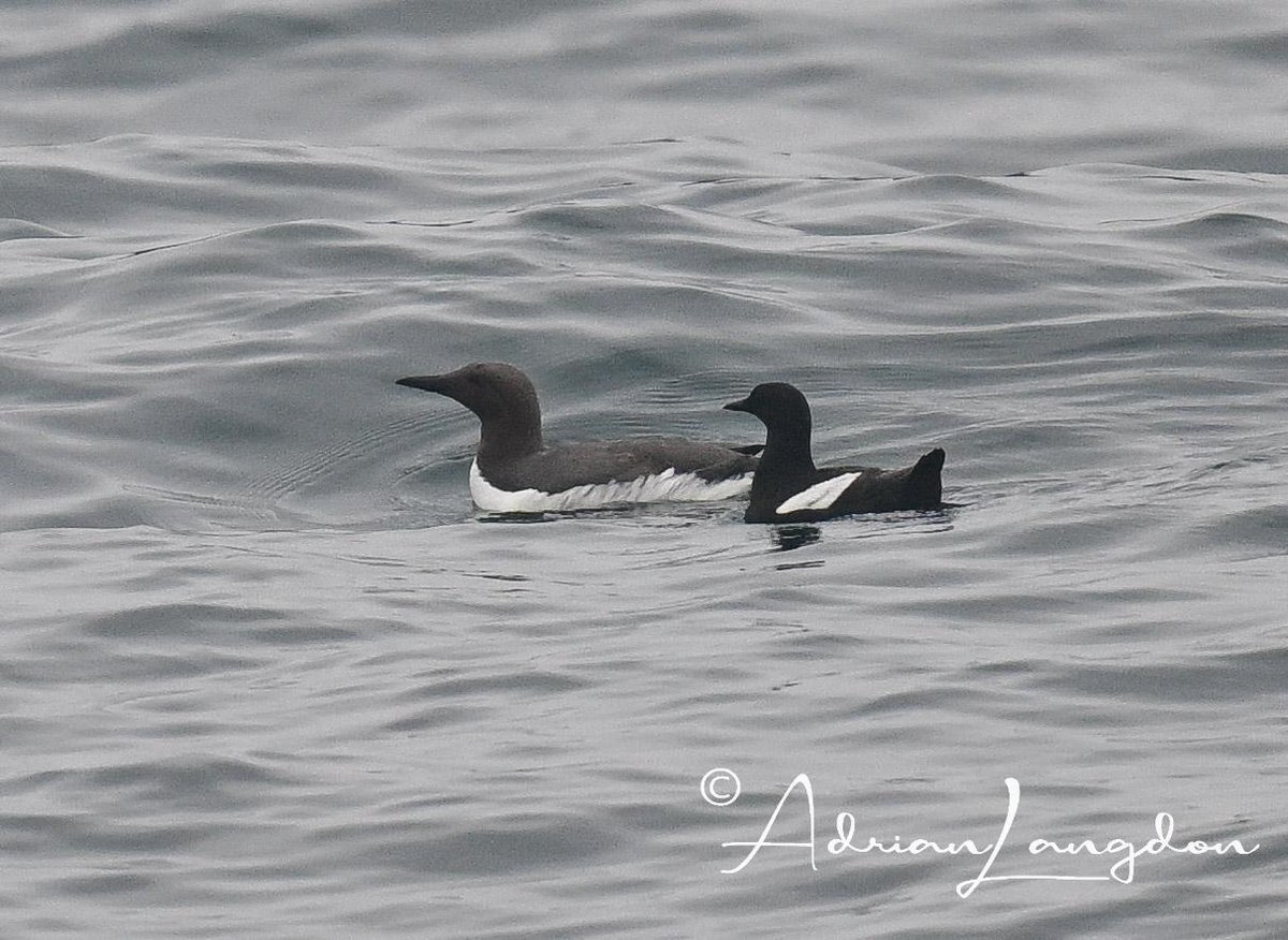 Adrian Langdon (@maxshearwater) on Twitter photo Black Guillemot off of Men-a-vaur Scillies aboard Sapphire skippered by Joseph Pender. Apparently first since 2004. <a href="/naturetrektours/">Naturetrek</a> <a href="/BobBosisto/">Bob Bosisto</a> <a href="/Kernowringer/">Peter Roseveare</a> <a href="/camelbirder/">Derek Julian</a> <a href="/JasminaGoodair/">Jasmina Goodair</a> Black Guillemot off of Men-a-vaur Scillies aboard Sapphire skippered by Joseph Pender. Apparently first since 2004. <a href="/naturetrektours/">Naturetrek</a> <a href="/BobBosisto/">Bob Bosisto</a> <a href="/Kernowringer/">Peter Roseveare</a> <a href="/camelbirder/">Derek Julian</a> <a href="/JasminaGoodair/">Jasmina Goodair</a>